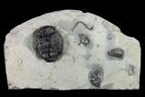 Wide, Enrolled Eldredgeops Trilobite With Brachs - Ohio #133585-1